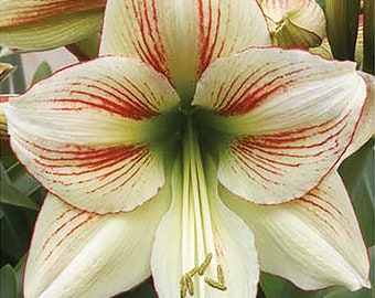 Moon Scene Amaryllis - Bareroot Bulb