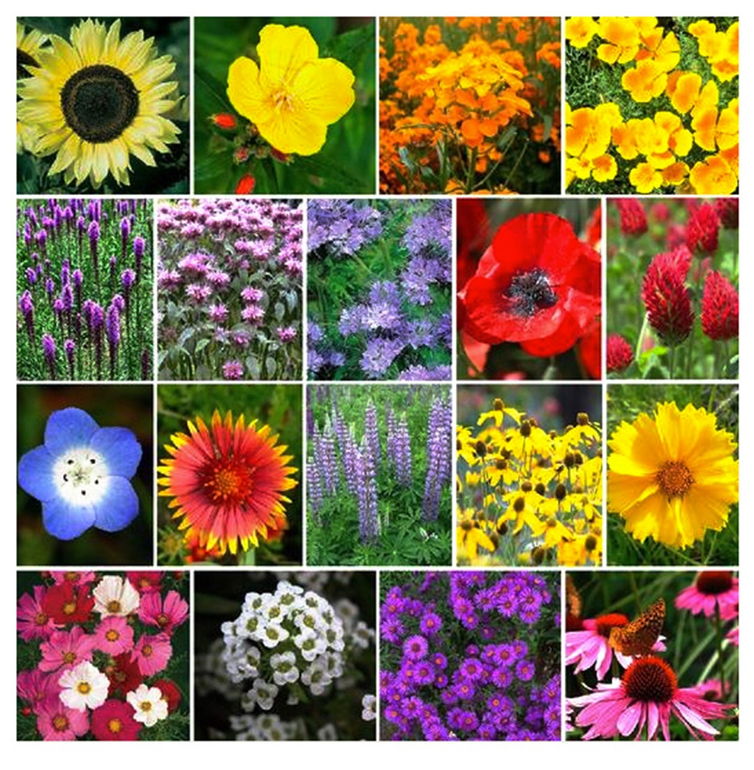 4400 Seeds of Pollinator Attracting Flowers - Etsy