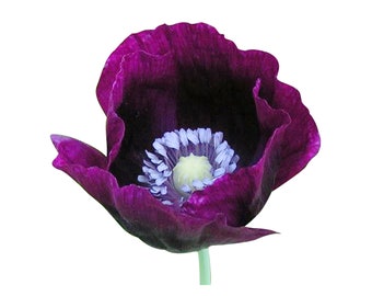 Lauren's Grape Poppy Seeds - Purple Annual Poppy - Somniferum Poppy