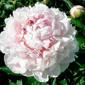 May include: A large, fully bloomed, white peony with pink highlights. The flower is in focus, with green foliage in the background.