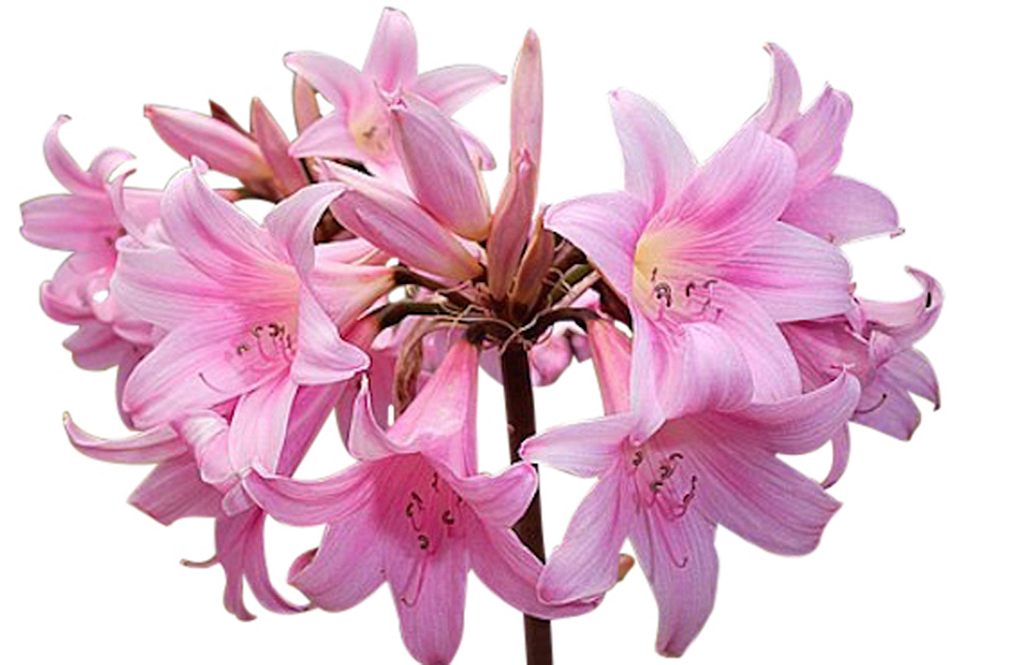 Large Amaryllis Pink Naked Lady 1 Large Bulb Marde Ross - Etsy