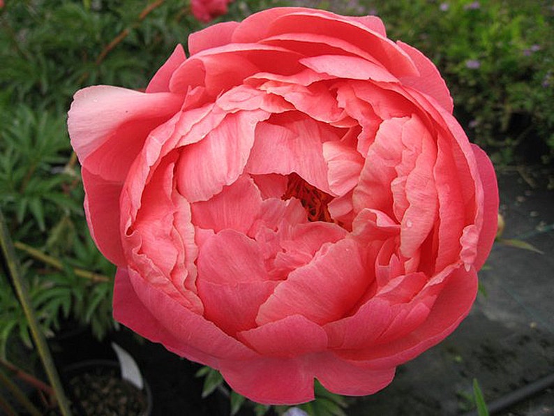 Coral Charm Peony Coral Semi-double Peony Bare Root Plant