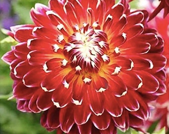 Akita Dahlia - Bareroot