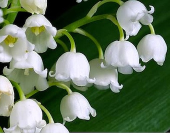10 Plump Lily of the Valley Roots - Etsy