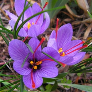 5 Large Saffron Crocus Sativus Bulbs