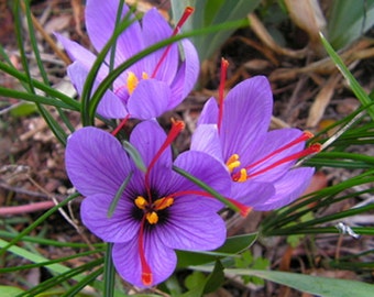 5 Large Saffron Crocus Sativus Bulbs