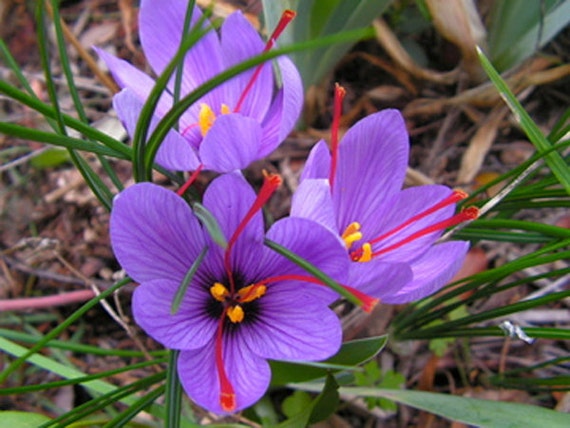 10 bulbos azafrán crocus sativus Etsy