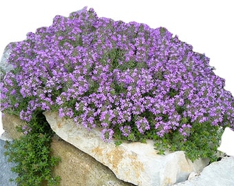 8000 Creeping Thyme Seeds - Good Ground Cover