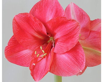 Bolero Amaryllis  - Rose Pink Amaryllis Bulb