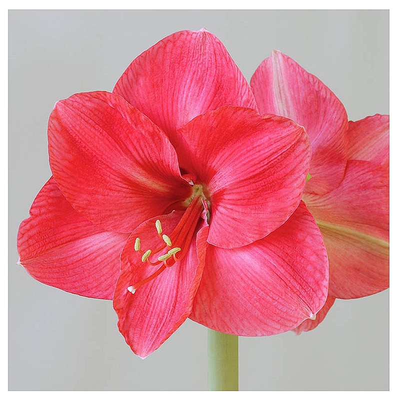 Bolero Amaryllis Rose Pink Amaryllis Bulb image 1