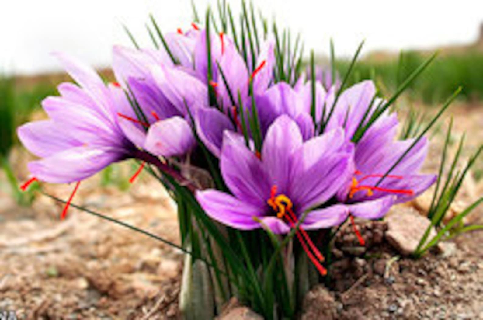 20 Very Large Saffron Crocus Sativus Corms for Harvesting Etsy