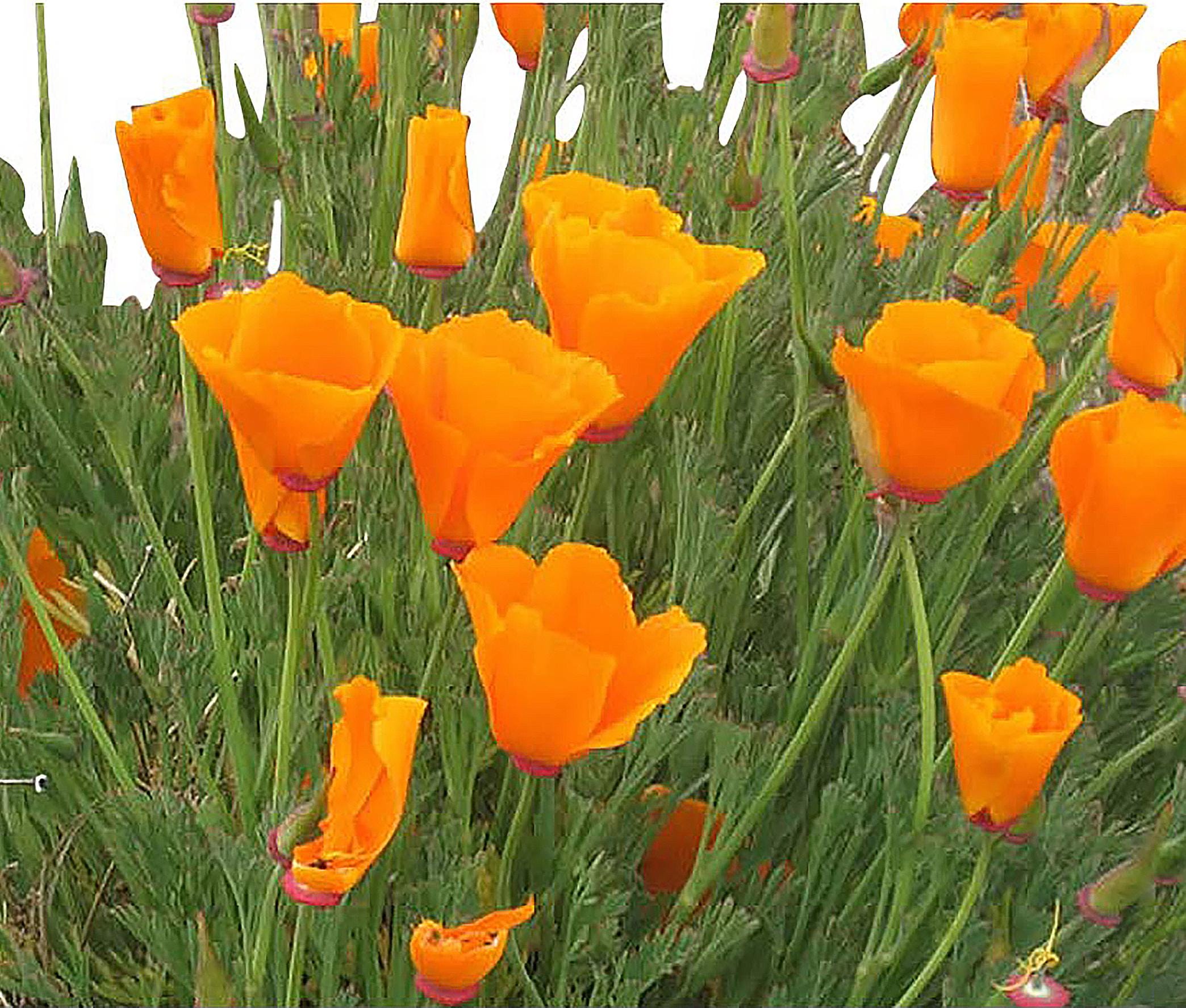 California Poppy - Golden Poppy - State Flower of California