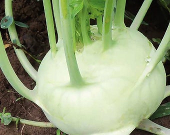 White Kohlrabi Seeds - Tastes Similat to Potato with Artichoke