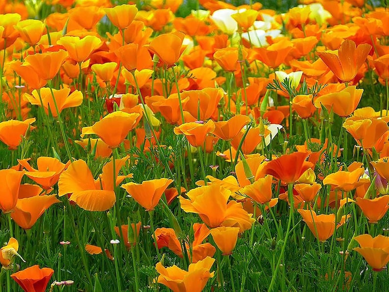 mardeross California Poppy