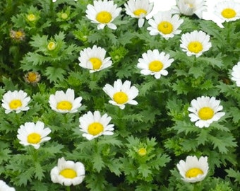 Creeping Daisy Seeds - Good Ground Cover