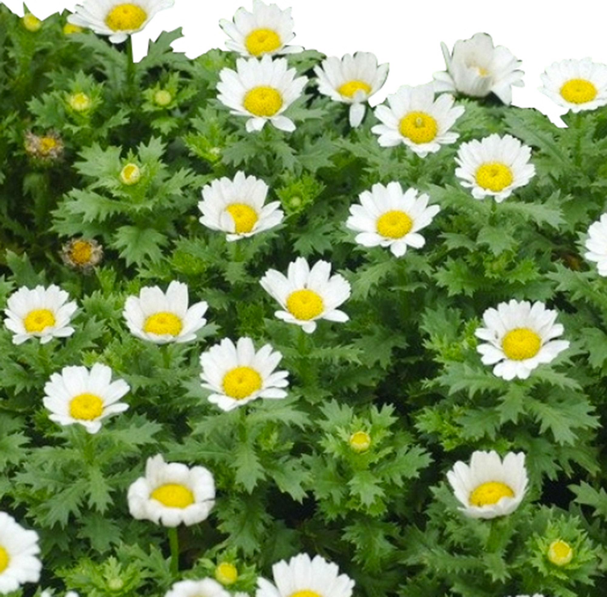 Creeping Daisy Seeds Good Ground Cover Etsy