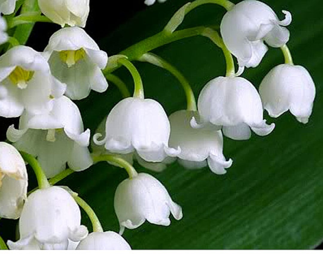 6 Very Large, Plump Lily of the Valley Bare Roots Plants - Etsy Canada