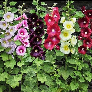 Single Hollyhock Seeds - Large Package 100 Seeds