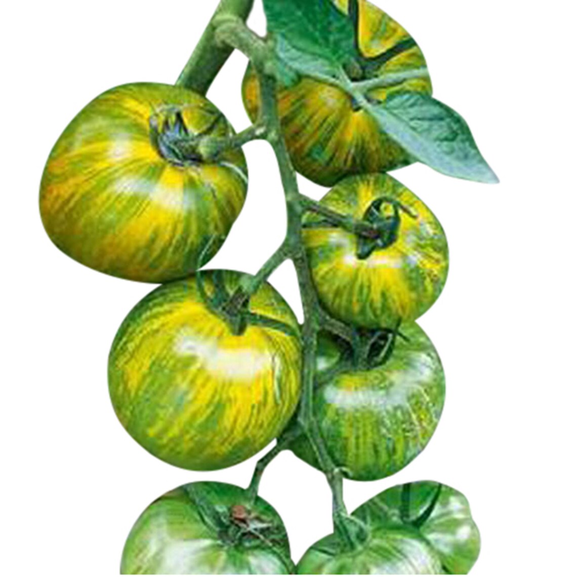 Green Zebra Striped Tomato Seeds Delicious Heirloom Variety Etsy