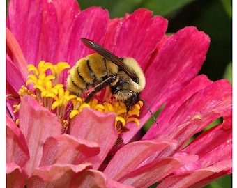 Bumblebee Buffet - Mixture of Bumblebee Attracting Wildflower Seeds