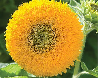Teddy Bear - Dwarf, Fluffy Sunflower Seeds - 30 Seeds - Up to 40" Tall
