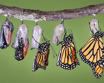 Narrowleaf Milkweed Seeds for Attracting and Feeding Monarch Butterflies