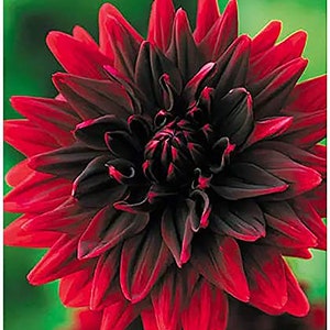 Sam Hopkins - Bare Root Dahlia