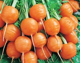 Parisian Carrot Seeds