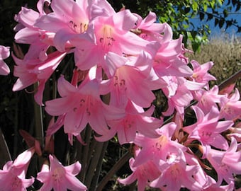 Trumpet Shaped Pink or White Brunsvigia Rosea w Fragrant Flowers Appear on naked Stems 3 Amaryllis Belladonna Sz #16/18 Bulb
