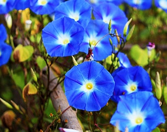 Heavenly Blue Morning Glory Vine - Also Looks Good as Ground Cover! - 250 Seeds