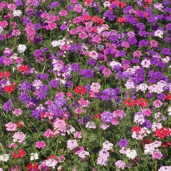 Moss Verbena Seeds - Good Ground Cover