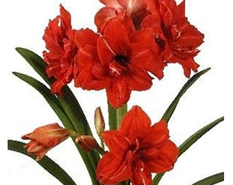 Red Peacock Amaryllis - Bareroot Bulb