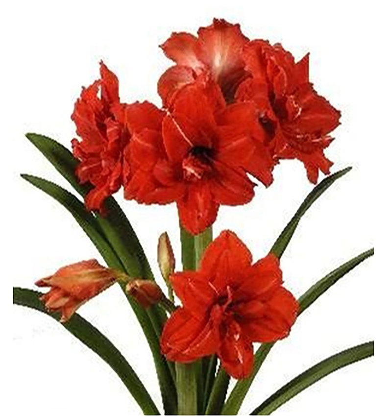 Red Peacock Amaryllis Bareroot Bulb image 1