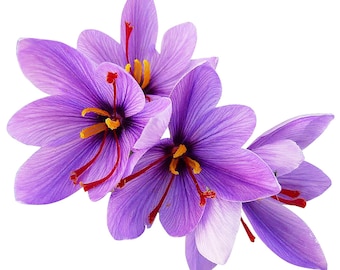 100 Saffron Sativus Crocus Corns