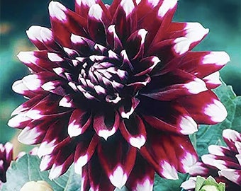 Mystery Day Dahlia - Bareroot