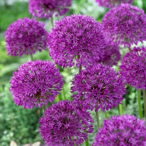 May include: Close-up of a cluster of purple allium flowers in bloom. The flowers are round and have a delicate texture.
