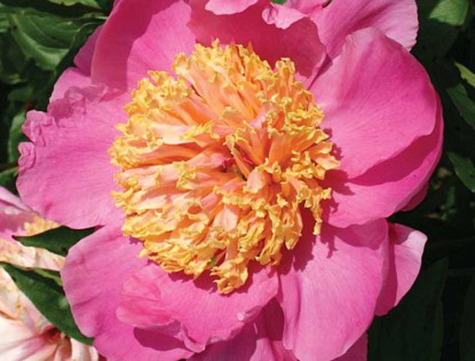 Doreen Single Pink Peony With Large Yellow Center Etsy