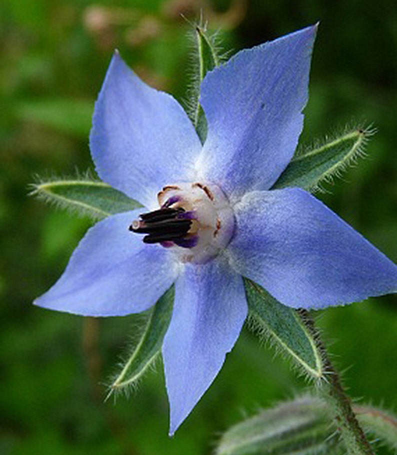 Borage Seeds Beautiful Edible Flower That Tastes Like Etsy