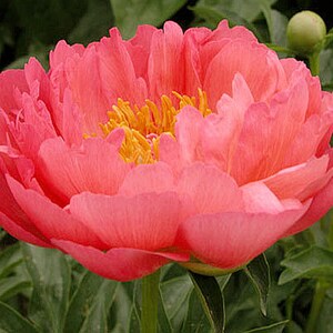 Coral Sunset Semi Double Peony  - Early Blooming Peony - Bare Root