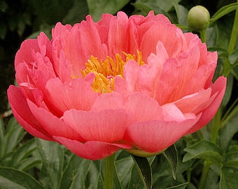 Coral Sunset Semi Double Peony  - Early Blooming Peony - Bare Root