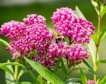 Pink Swamp Milkweed