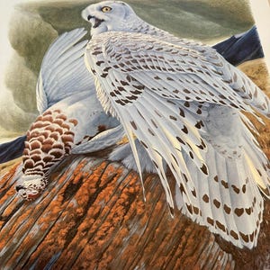 Richard Sloan Signed Snowy Owl Print - Limited Edition Wildlife Lithograph