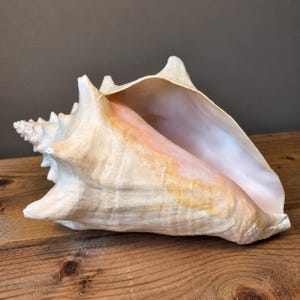 May include: A large conch shell featuring a textured, cream-coloured exterior with subtle orange and tan gradients. The interior of the shell is smooth, displaying a pale, pearlescent pink hue that deepens towards the centre of the spiral opening.