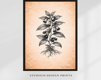 Atropa Belladonna (Deadly Nightshade) Printable Wall Art – Wiccan Magical Plant Illustration – Vintage Botanical Decor