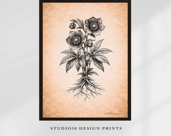 Helleborus Niger(Black Hellebore) Printable Wall Art for Protection & Winter Rituals – Vintage Botanical Illustration of the Black Hellebore