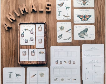 Hojas de trabajo sobre el ciclo de vida: Mariposa, abeja y rana - Imprimibles para la educación en casa (Descarga digital)