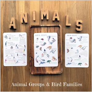 Póster DIGITAL de grupos de animales y familias del océano