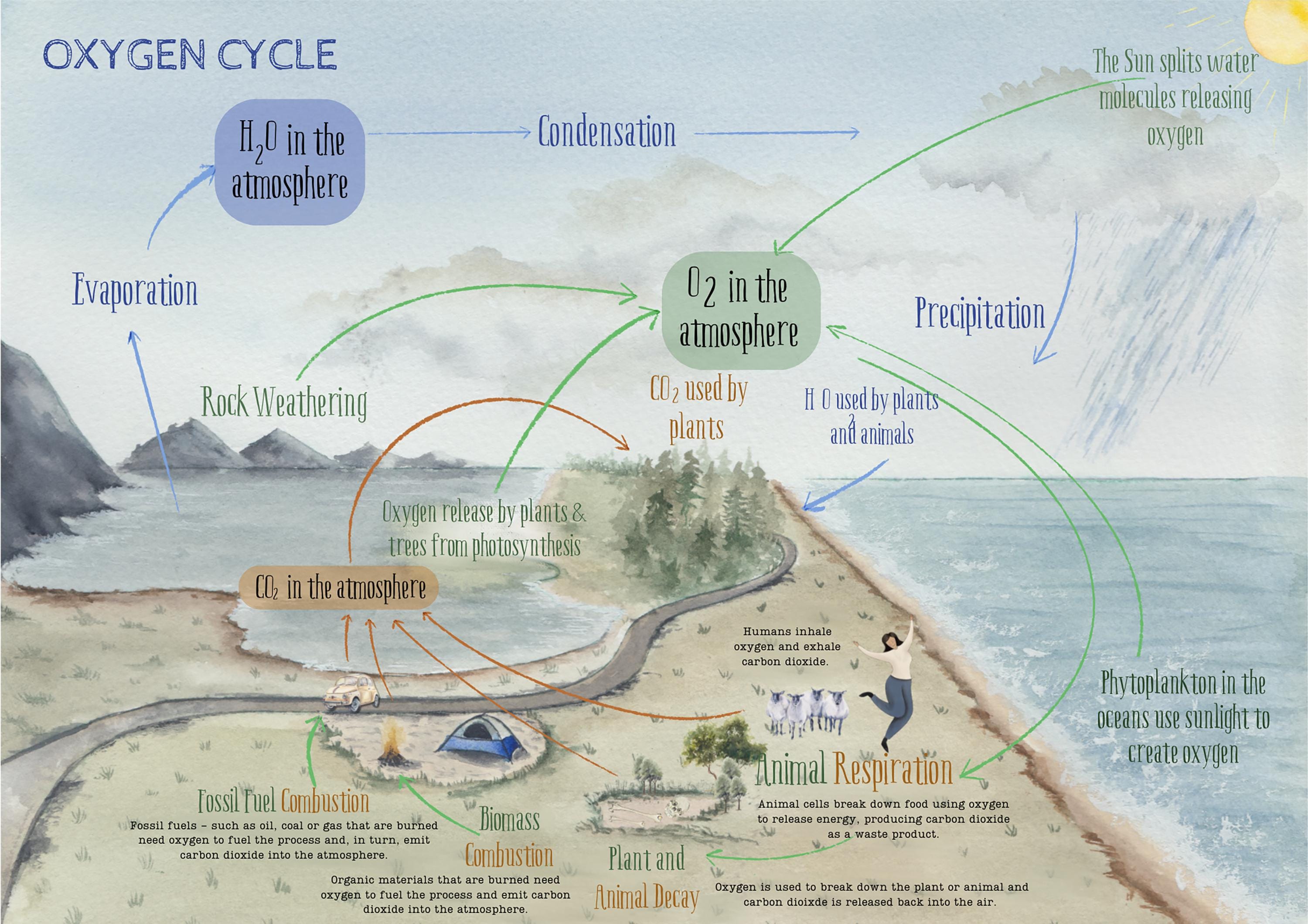 Vm O2 Process Poster Watercolor Oxygen Cycle Poster | Science Classroom, Homeschool (digital ...