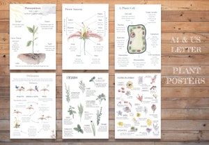 Conifer Vs Deciduous Trees: Printable Classroom Poster for Tree ...