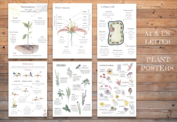 Conifer Vs Deciduous Trees: Printable Classroom Poster for Tree ...